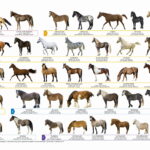 PODKŁAD OKLEJANY EDUKACYJNY BACKUP KONIE